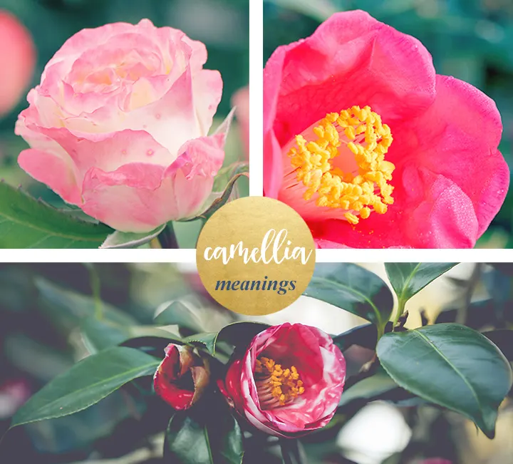 flower-meanings-camellia1