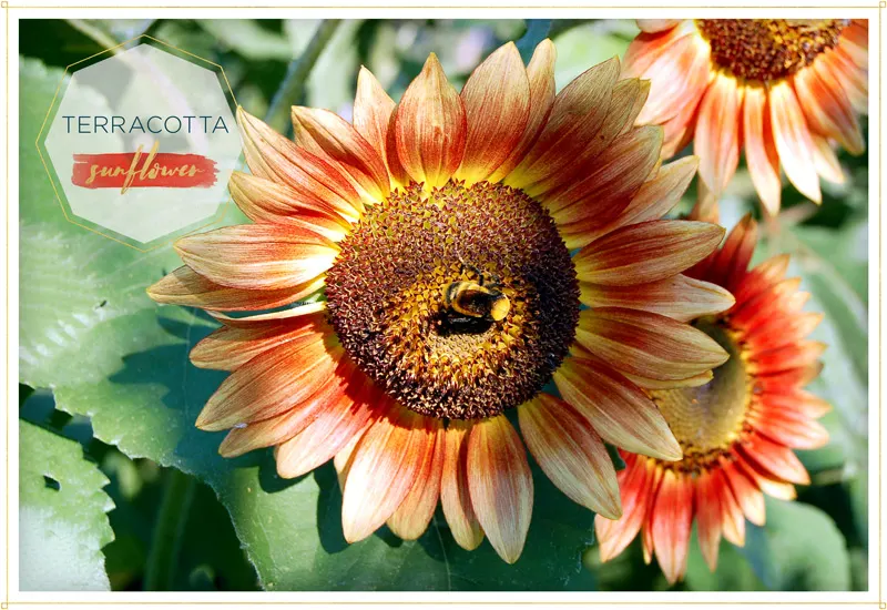 sunflower-terracotta