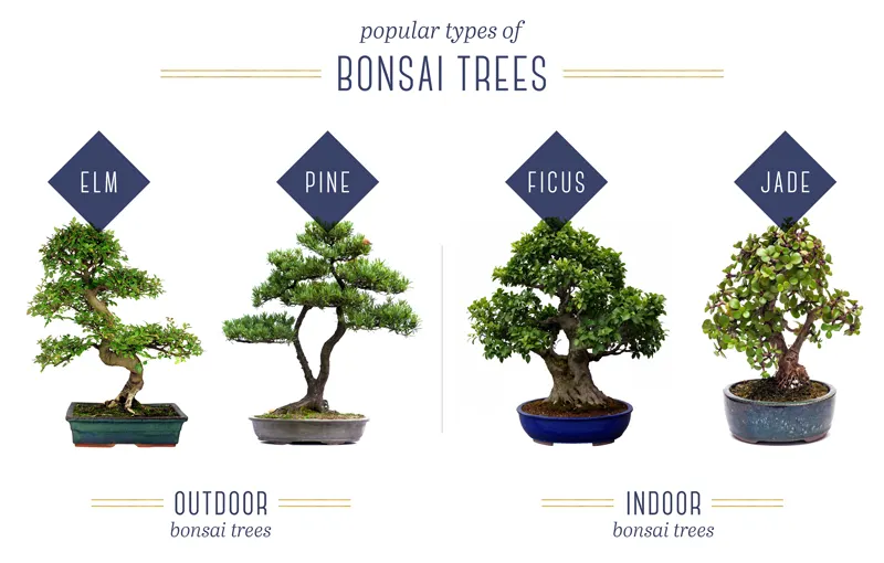 bonsai-types
