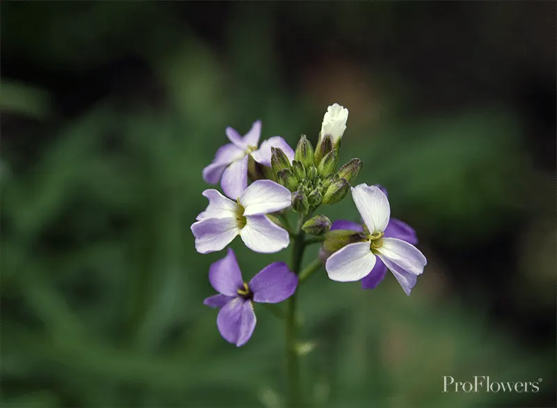tiny-purple-flower-watermarked