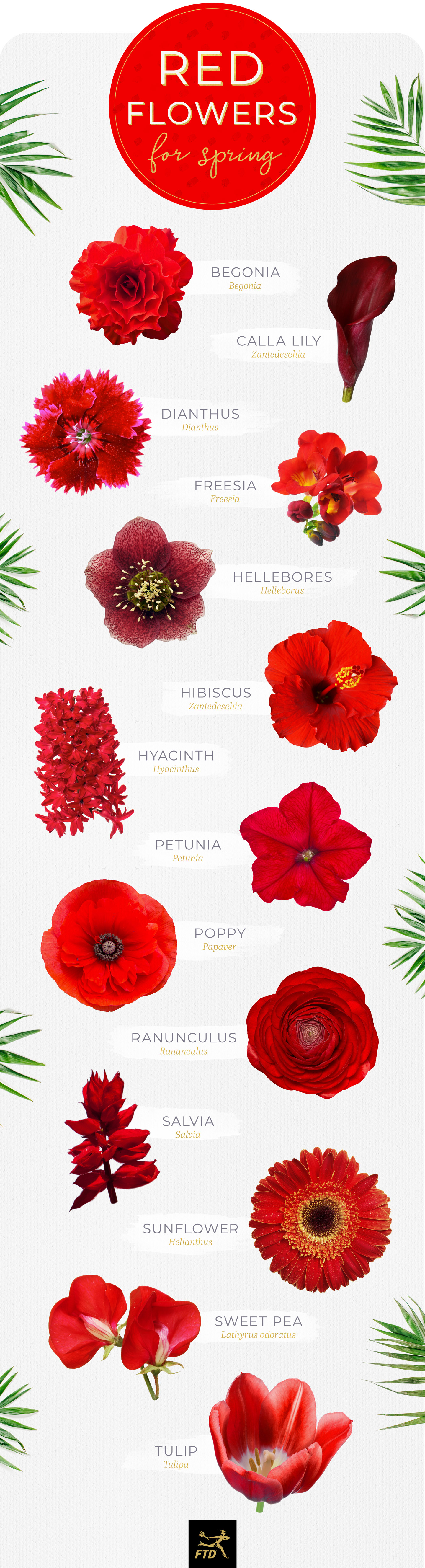 40 Types of Red Flowers 