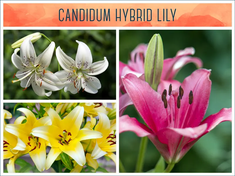 candidum-hybrid-lily