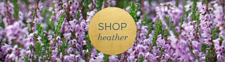 Heather Flower Meaning and Symbolism