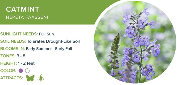 best perennials