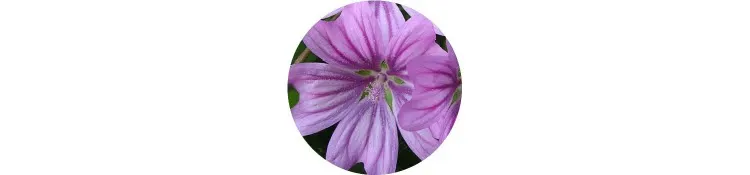 purple-malva-sylvestris