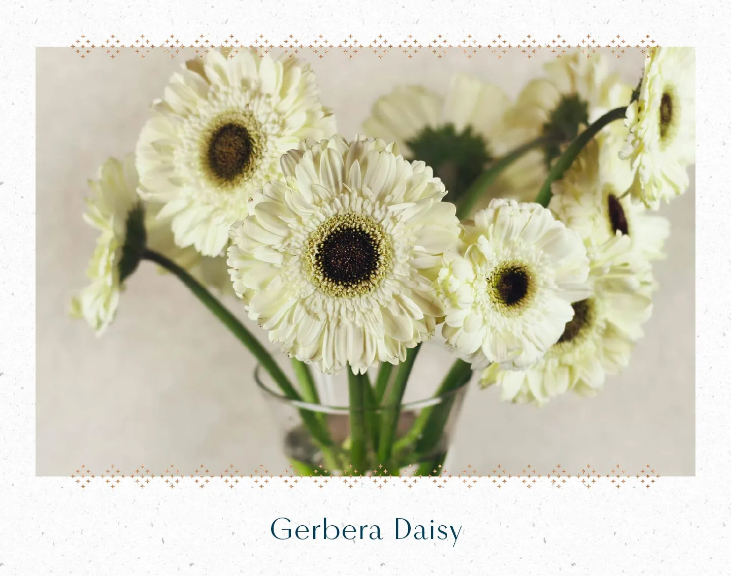 gerbera-daisy