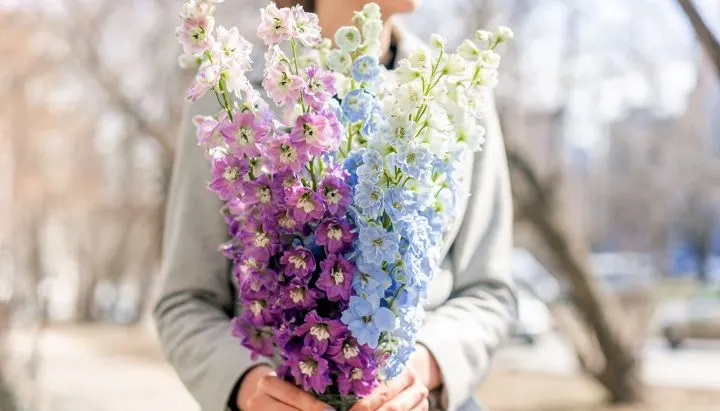 13-delphinium-bouquet-care-720x411