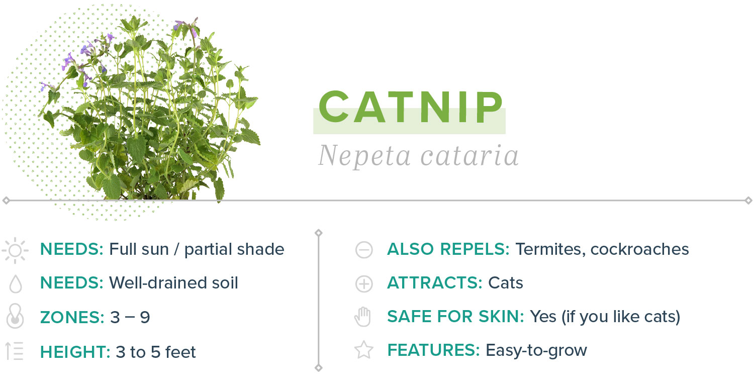 catnip plants that repel mosquitoes