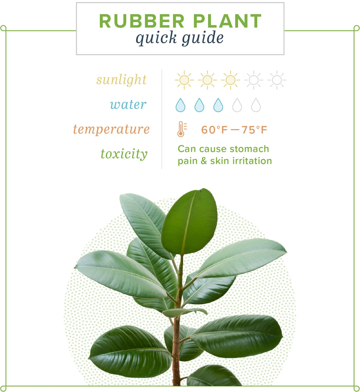 Rubber-plant-quick-guide