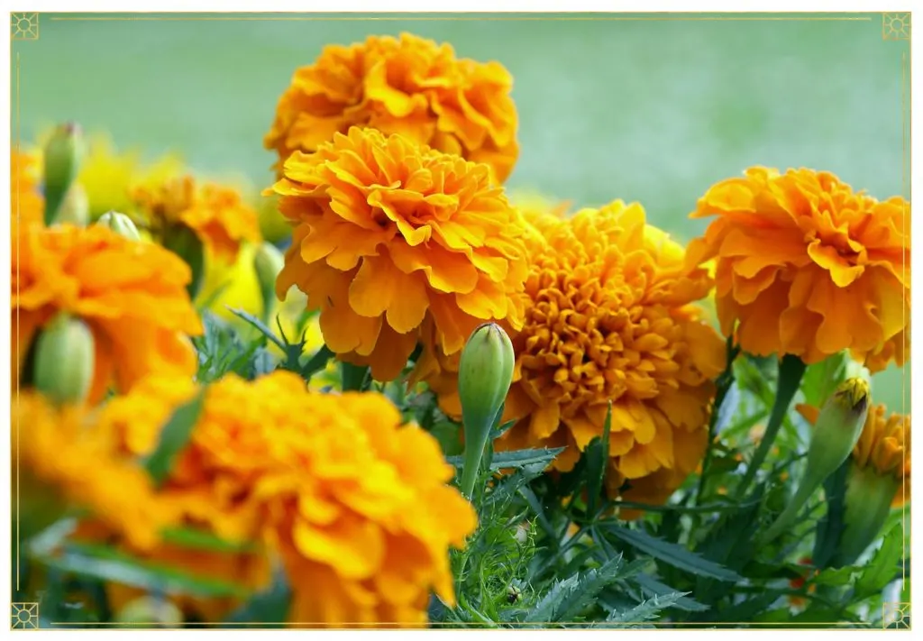 Marigold 