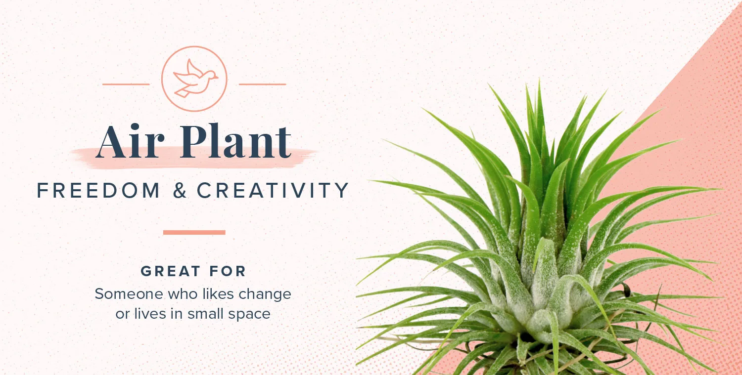 plant-symbolism-01-airplant