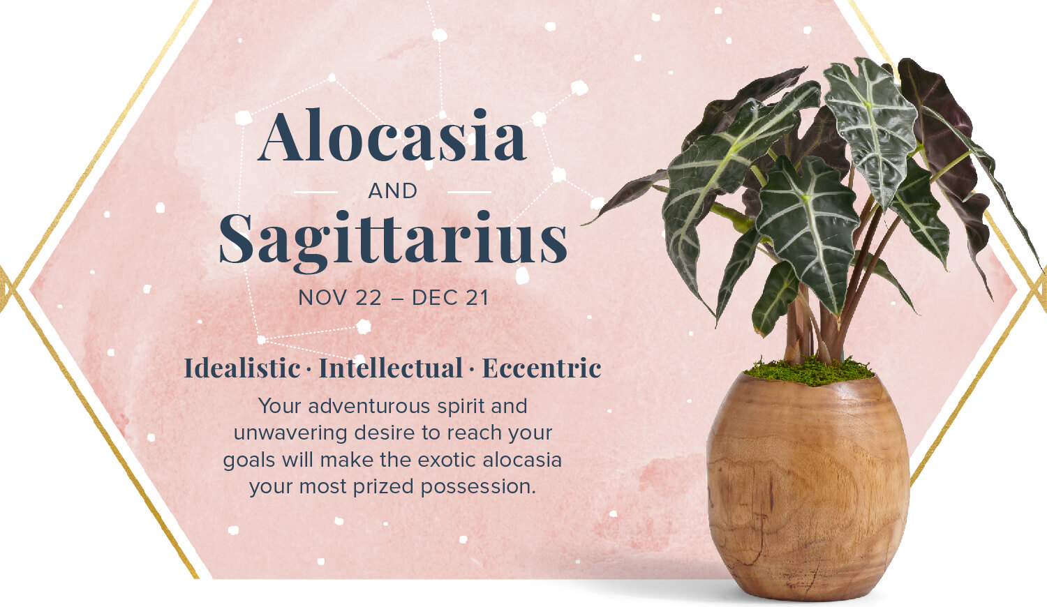 alocasia and saggitarius zodiac plant pairing