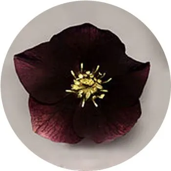 black-hellebores