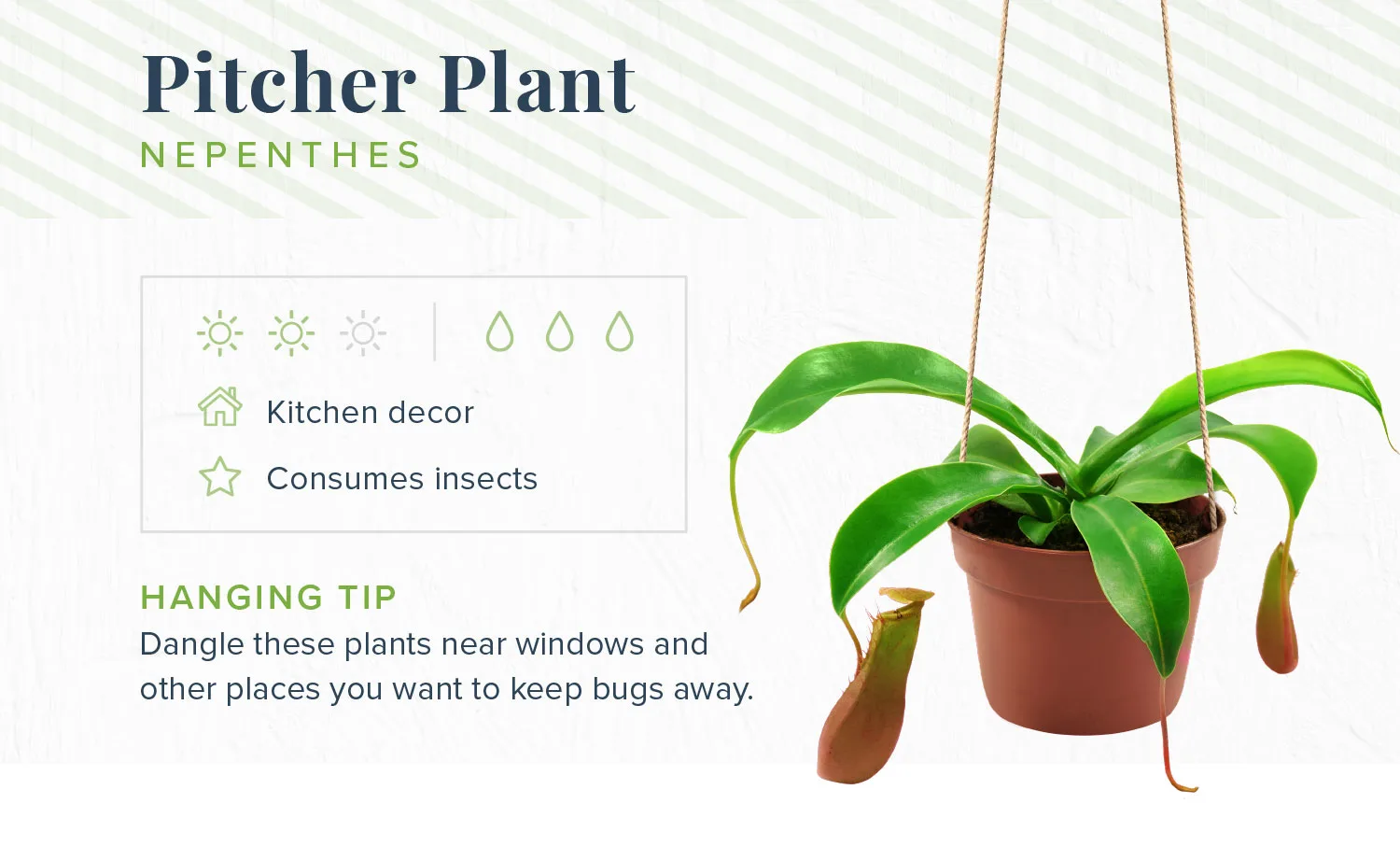 hanging-plants-pitcher-plant