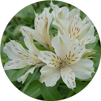 white-alstroemeria