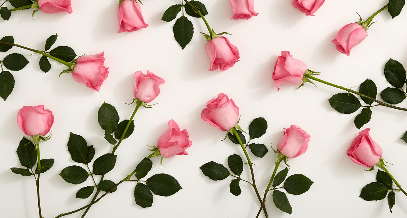 History & Meaning of Pink Roses, a Shade-by-Shade Guide