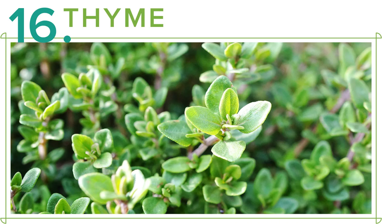 medicinal-plants-16-thyme