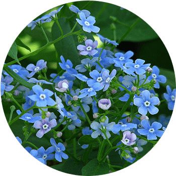 41 Types of Blue Flowers - ProFlowers Blog