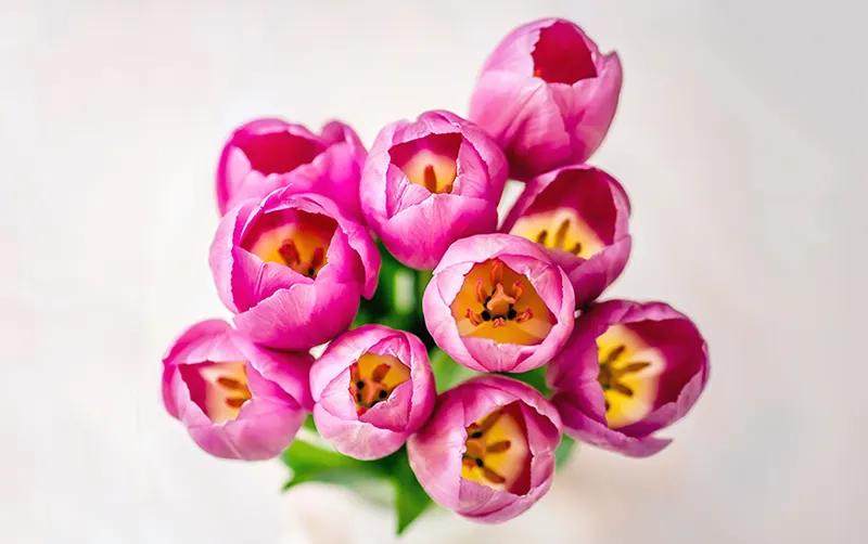 Types of Tulips