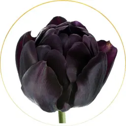 BLACK FLOWERS