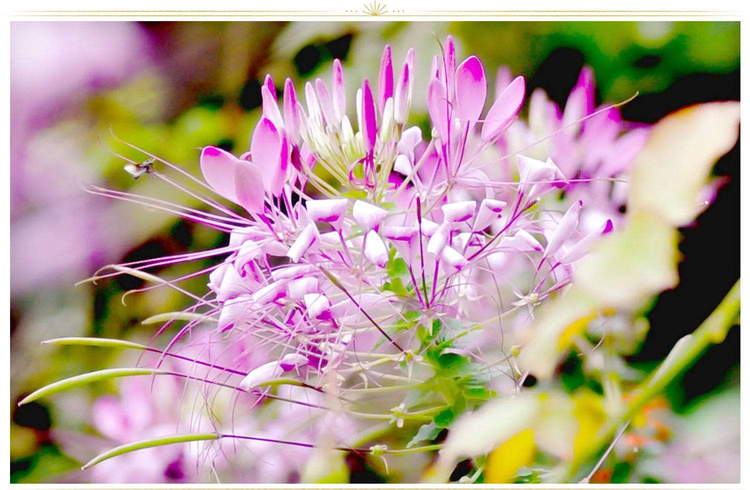 pink-flowers-spiderlily-1