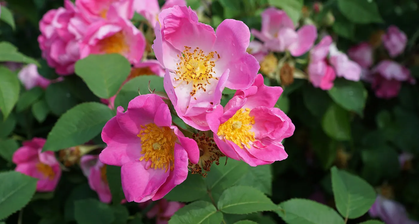 North Dakota State Flower - The Wild Prairie Rose