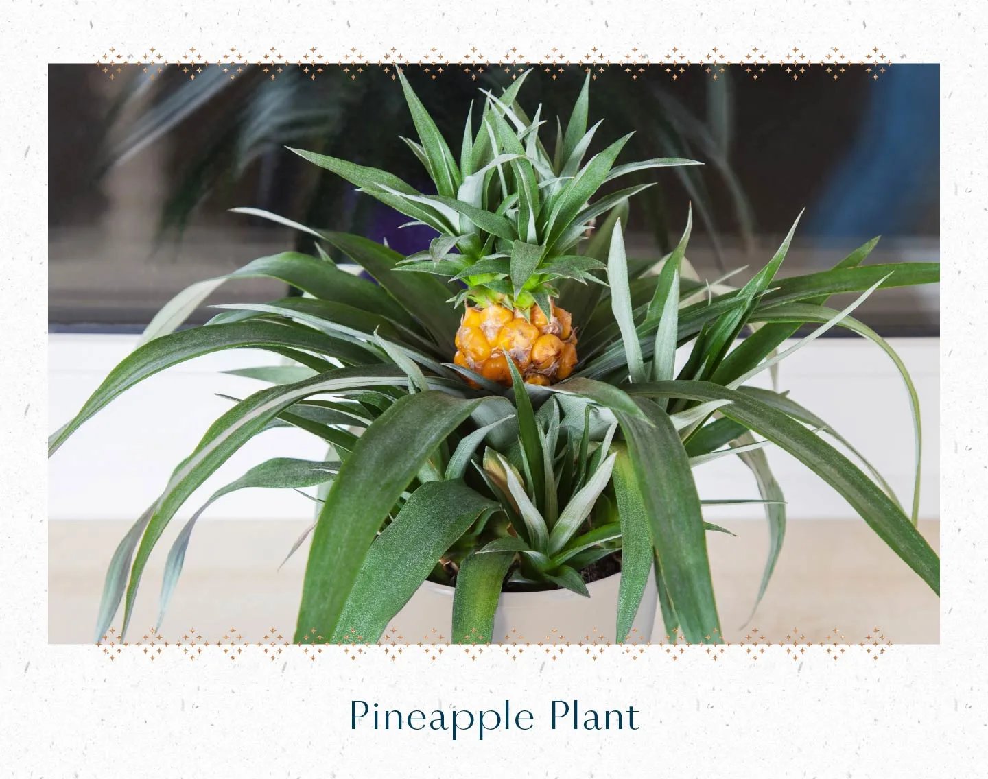pineapple-plant