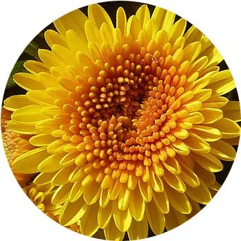 yellow-chrysanthemum