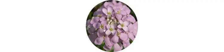 purple-iberis-pruitii
