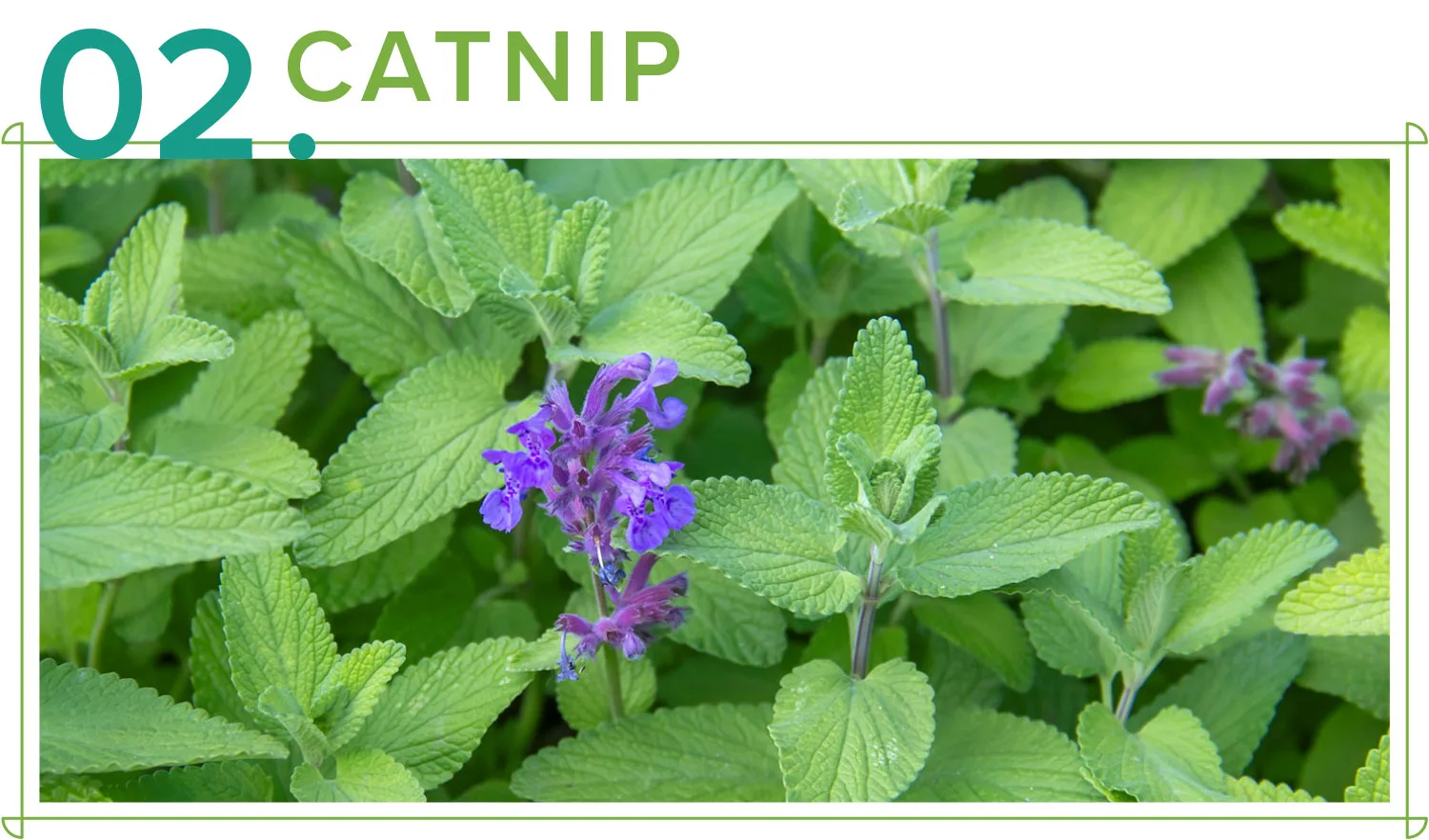 medicinal-plants-02-catnip
