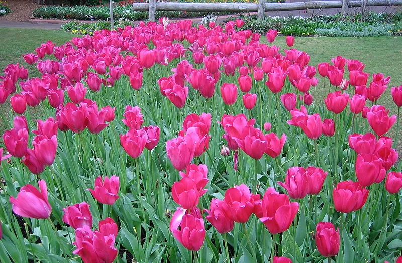 Do Tulips Come Back Every Year? ProFlowers Blog