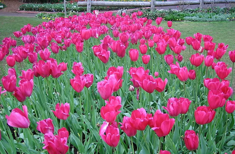 Do Tulips Come Back Every Year? ProFlowers Blog