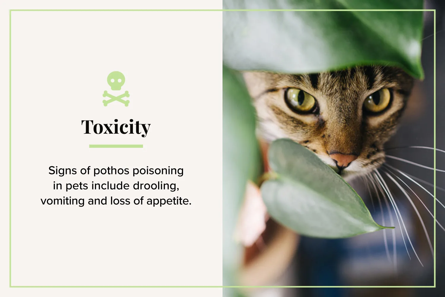 toxicity-cat-behind-pothos