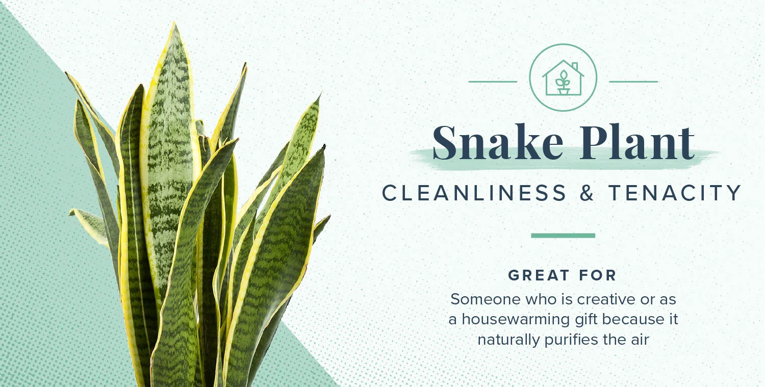 plant-symbolism-12-snake-plant