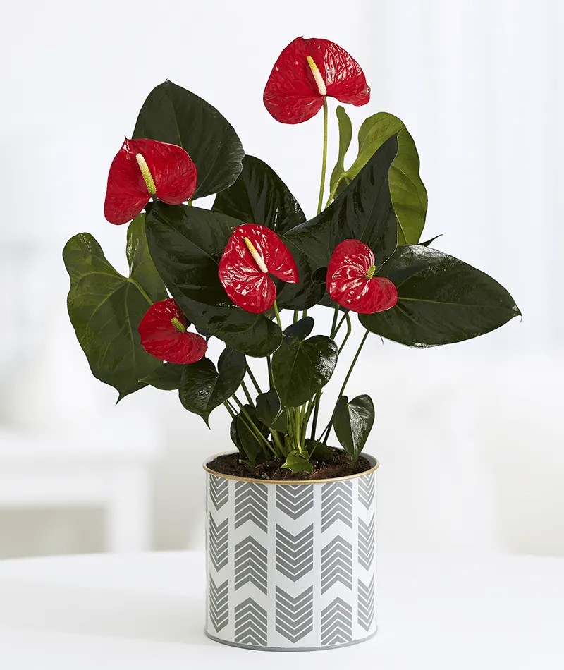 7-12 No-Green-Thumb-Needed Image Anthurium