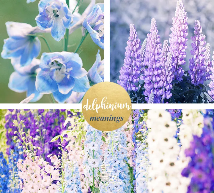 flower-meanings-delphinium1