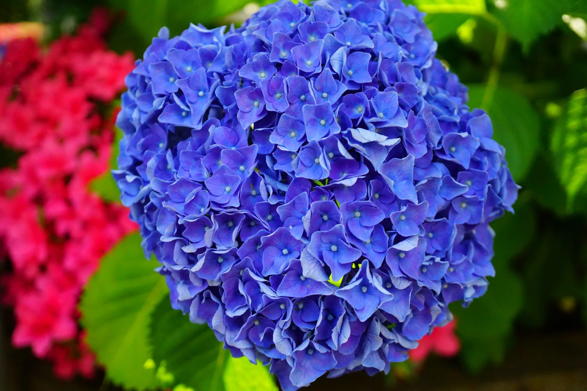 Hydrangeas