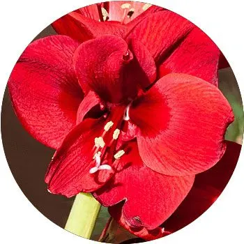 Amaryllis