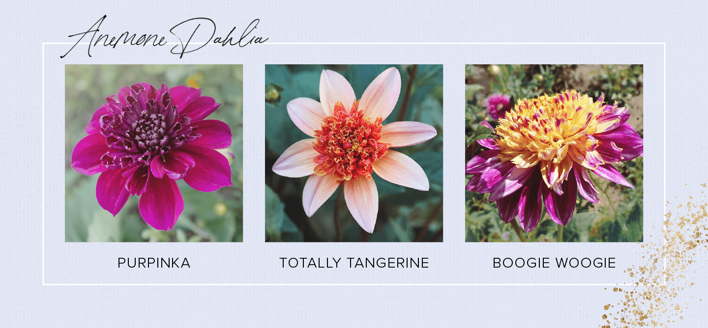 Types of Dahlias: Flower Styles and Sizes