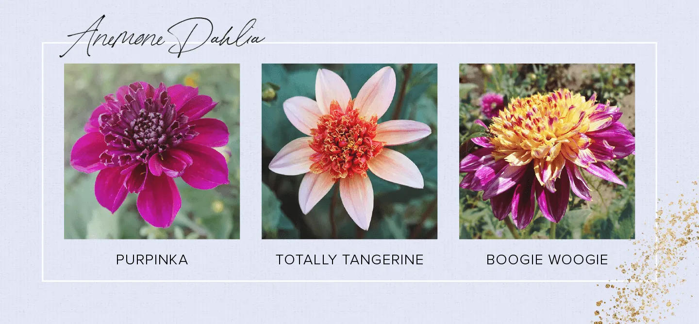 33 Types of Dahlias to Brighten Up Your Garden