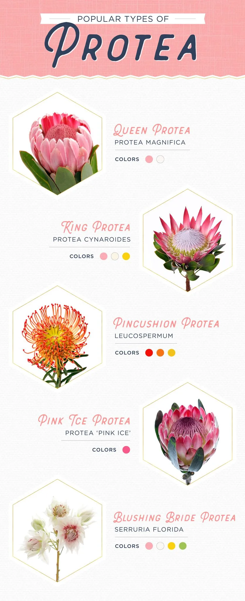 11 Protea Ideas for your Wedding