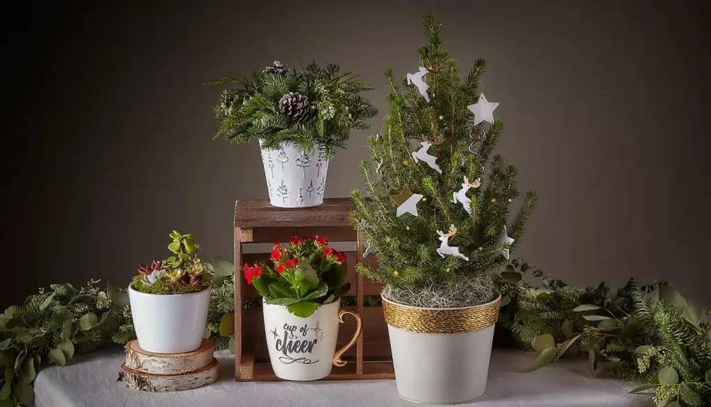How to Care for Mini Christmas Trees
