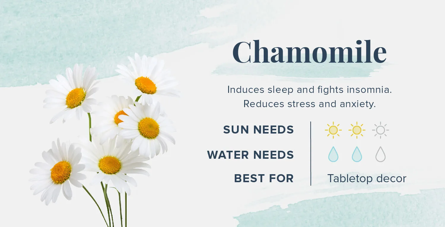 Plants-That-Help-You-Sleep-Chamomile