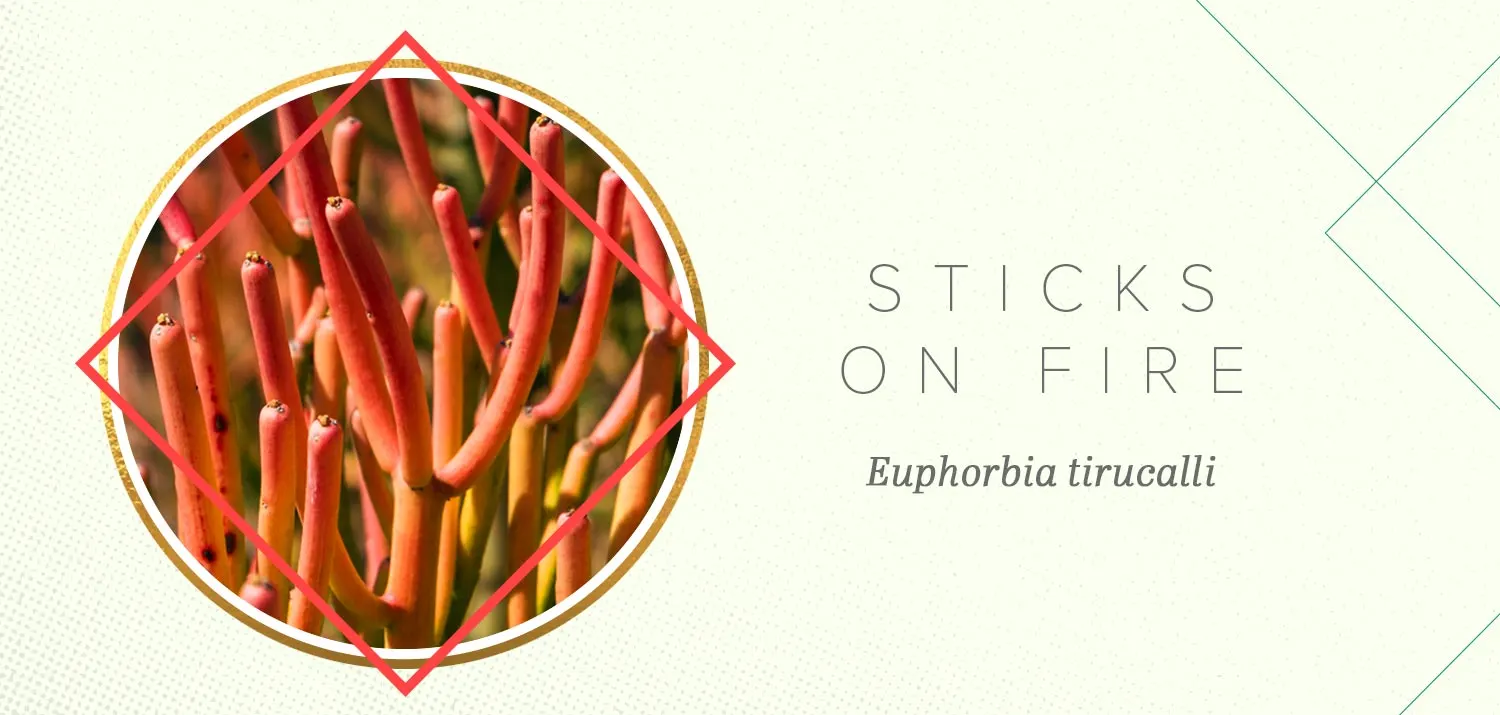 colorful-succulents-Sticks-On-Fire