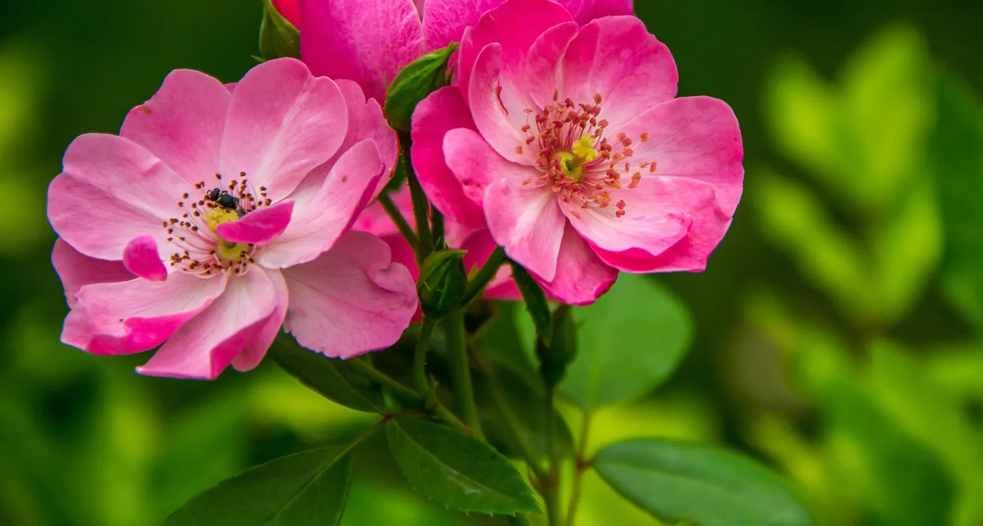 Iowa State Flower - Wild Rose