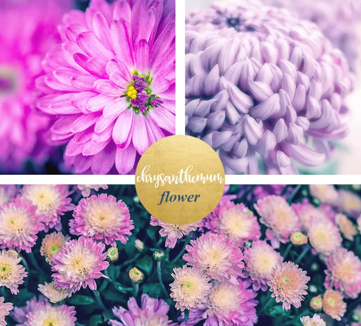 Chrysanthemum Meaning and Symbolism - FTD.com