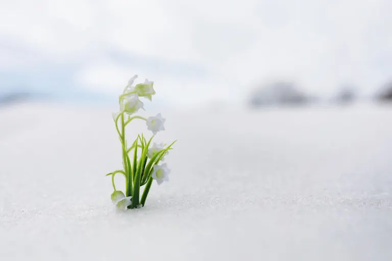 Beautiful Flowers that Bloom in the Winter ProFlowers Blog