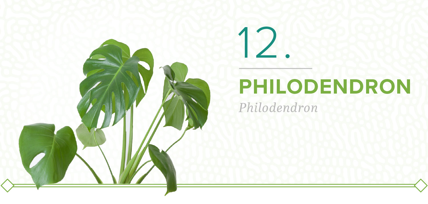 plants-that-dont-need-sun-12-philodendron