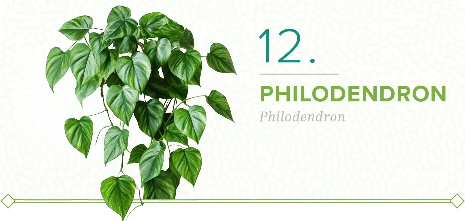 plants-that-dont-need-sun-12-philodendron