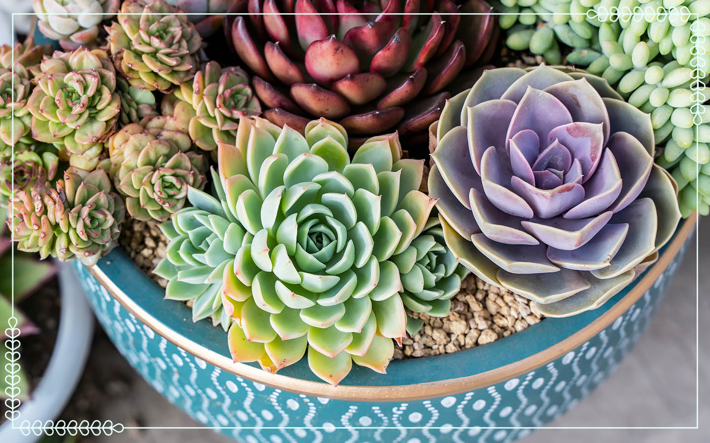 Succulent Care Guide + Tips for Happy Plants | FTD